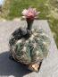 Preview: Gymnocalycium spegazzinii